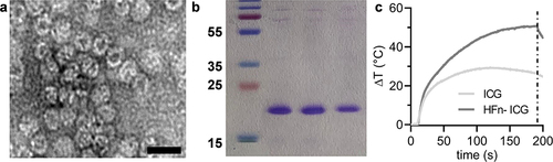 Figure 2 HFn-ICG characterization by TEM, scale bar 20 nm (a), SDS gel electrophoresis showing the band from three different HFn-ICG replicates between 20 and 25 kDa (b), and temperature increase (ΔT) of two solutions of HFn-ICG and free ICG (20 µg/mL equivalent dye concentration) during irradiation with an 808 nm diode laser (1W/cm2, 3 min) (c).