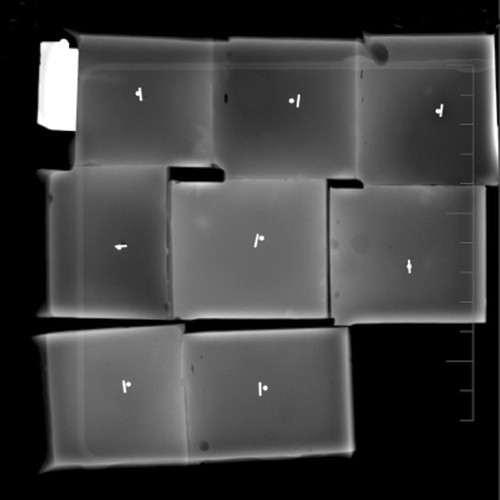 Figure 3. Radiograph of the agar cubes showing the deposited seeds and the steel balls that act as targets. These images were used to measure the distance from the center of the seed to the center of the target with the ImageJ software.