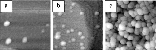 Figure 7. Scanning tunnel microscopy images 100 × 100 nm2 of the morphologies of Au cluster films on Au111 surface for different equivalent thickness Eq. (a) Eq = 0.01 nm; (b) Eq = 0.03 nm; (c) Eq = 3.4 nm. Supported cluster size varies weakly with the equivalent thickness. All the observations have been performed with the same tip, a gap voltage of 0.3 V and a tunnelling current of 1 nA. From [Citation80]