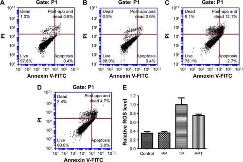 Figure 4 The RAW264.7 cell apoptosis induced by PPT and TP detected by flow cytometric method and ROS method.Notes: The effect of (A) PBS, (B) PP, (C) 100 nM TP, and (D) PPT in which the TP concentration equals to 100 nM on apoptosis of RAW264.7 cells by flow cytometry by using PI and Annexin V-FITC to stain the apoptosis cells. (E) The ROS level after treatment with PBS, PP, 100 nM TP, and PPT was detected by 2,7-dichlorodihydro fluorescent diacetate kit.Abbreviations: PPT, γ-PGA-l-PAE-TP; γ-PGA, poly-γ-glutamic acid; l-PAE, l-phenylalanine ethylester; TP, triptolide; PBS, phosphate-buffered saline; PP, l-PAE-γ-PGA complex; ROS, reactive oxygen species; FITC, fluorescein isothiocyanate; PI, propidium iodide.