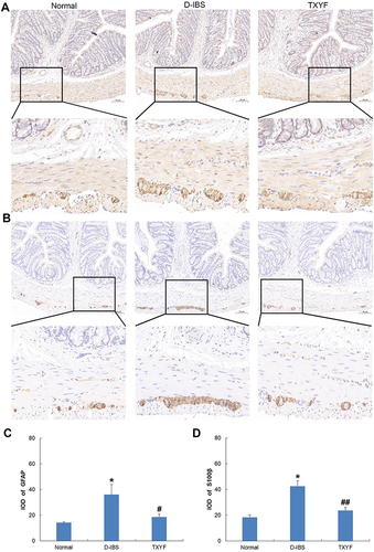 Figure 5 Effect of TXYF on the expression of glial fibrillary acidic protein (GFAP) and calcium- binding protein S100β in the colon. (A) Immunohistochemical staining of GFAP. (B) Immunohistochemical staining of S100β (Scale bar 100μm). (C) Integrated optical density (IOD) of GFAP in the colon. (D) Integrated optical density (IOD) of S100β in the colon. *P < 0.01 vs Normal group, #P < 0.05, ##P < 0.01 vs D-IBS group. Data are presented as mean ± SEM (n=5).