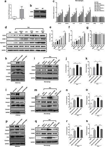 Figure 2 Exosomes from ABS-treated cells promote the M2 polarization of macrophages by increasing exosome-delivered EGFR levels. M0 macrophage was achieved by treating the THP-1 cell line with 100 ng/mL PMA and demonstrated by macrophage protein marker CD68 at both mRNA (a) and protein (b) levels. The macrophages were treated with different cell-derived exosomes (25 μg/mL) for 24 h, and the analysis of mRNA (c) and protein (d–g) expression of M1 and M2 macrophage molecular markers was performed. HEEC, CPB, and OE33 cell lines were transfected with siControl or siEGFR and then treated with ABS (100 μM) for 24 h. (h) The expression of exosome-delivered EGFR in HEEC cell line was detected by western-blot. (i–k)The expression of molecular markers in macrophages induced by the exosome from HEEC was detected by Western blot. (l) The expression of exosome-delivered EGFR in HEEC cell line was detected by western-blot. (m–o) The expression of molecular markers in macrophages induced by the exosome from CPB was detected by Western blot. (p) The expression of exosome-delivered EGFR in OE33 cell line was detected by western-blot. (q–s) The expression of molecular markers in macrophages induced by the exosome from OE33 was detected by Western blot. Data are represented as the mean±SD (n=3), and 3 independent experiments were performed. *p< 0.05, **p< 0.01, ***p<0.001, compared with control or between two groups.