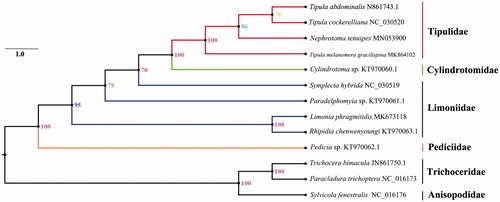 Figure 1. Bayesian phylogenetic tree of 13 Diptera species. The posterior probabilities are tagged at each node. Bayesian analyses were conducted using MrBayes on XSEDE 3.2.6 (CIPRES). The best-fit partitioning scheme and substitution models for partition were determined using PartitionFinder2 on XSEDE (CIPRES). The MrBayes analysis was performed using GTR + I + G models and run 10 million generations for dataset (13-taxon sampling, PCG123 + RNA).