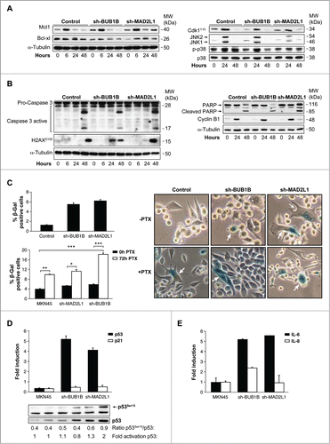 Figure 5 (See previous page). Interference of Mad2 o BubR1 expression induces senescence phenotype in MKN45. (A and B) Western blotting analysis of MKN45, sh-MAD2L1 and sh-BUB1B cultures treated with 0.1 μM PTX during several time intervals. Twenty micrograms (20 μg) of WCE protein were resolved in 15% or 8% SDS-PAGE. Expression/activation of Bcl-xl and Mcl-1 proteins (A-left panel), Cdk1Y15, JNK1/2, phosphorylated P38 and total P38 (A, right panel), Caspase-3 proteolysis, H2AX (b-left panel), PARP, cleaved-PARP, cyclin-B1 (B, right panel) were detected by using specific antibodies against each one. α-tubulin was used as a loading control. (C) Left upper panel: β-Galactosidase activity in MKN45 control and cells with Mad2 and BubR1 knockdown in 3-day cultures. Down panel: PTX effect in senescence phenotype was studied measuring β-Galactosidase activity in MKN45 control and interfered cell lines. Cells were treated with PTX (0.1 μM) for 3 d. Bars represent average of 3 independent experiments. (* P < 0.05,** P < 0.005, ***P < 0.001. Representative images of β-Galactosidase stained cell culture with and without PTX in 3 d. Arrows point to senescent cells. (D) Q-PCR analysis was performed using Taqman to measure p53 and p21 mRNAs levels in shBUB1B and sh-MAD2L1 knockdown cells referring to MKN45 cells. β-actin was used as endogenous gene control. Western blotting analysis of p53 expression in cells treated with 0.1 μM of PTX for 72 h, using a specific antibody against phosphorylated Ser15 and an antibody against the native protein. α-tubulin was used as a loading control. (E) IL-6 e IL-8 expression levels were analyzed by Q-PCR using Taqman in all cell lines in the 3-day culture. β- actin was employed as an endogenous gene control and the graph shows the fold induction referred to the MKN45 control cell line.