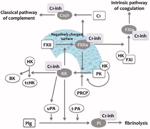 Figure 2. Contact phase system. Factor XII (FXII) is (auto-)activated to activated FXII (FXIIa) upon contact with negatively charged surfaces (see text). In plasma, prekallikrein (PK) circulates in complex with high molecular weight kininogen (HK). FXIIa can activate PK to kallikrein (KK), which in turn can activate FXII to generate more FXIIa (positive feedback). Prolylcarboxypeptidase (PRCP) has also been shown to activate PK to KK. FXIIa can activate the classical pathway of complement as well as FXI from the intrinsic pathway of coagulation. KK cleave single chain HK to two-chain HK tc(HK) thereby releasing bradykinin (BK). In addition, KK can directly activate plasminogen (Plg) to plasmin (Pl) or indirectly by the activation of single chain urokinase (u-PA) to two-chain uPA. C1-inhibitor (C1-Inh) is a crucial regulator of the contact phase system, since it inhibits FXIIa and KK, respectively. In addition, it regulates the classical pathway of complement (via C1s/r), coagulation via FXIa and fibrinolysis via plasmin, respectively. Figure adapted from Refs (Citation21,Citation41).