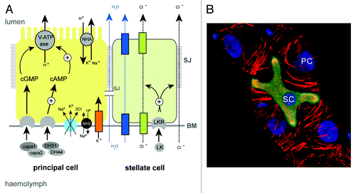 Figure 3. Principal and stellate cells (A), Drawing to show the major physiological activities performed by PCs (yellow) and SCs (green) in adult Drosophila tubules. Ion transport is driven by the activity of a H+-transporting vacuolar-ATPase (V-ATPase) located on the luminal membrane of principal cells. The V-ATPase, coupled with a cation/H+ antiporter (NHA), constitutes a cation pump that transports cations from the cytoplasm to the tubule lumen. Chloride ions (black dashed arrows) move into the lumen down an electrochemical gradient possibly through as yet unidentified chloride permeable channels (green) in SCs and via paracellular routes. Water (blue dashed arrows) follows by osmosis through water channels (dark blue) in SCs and via paracellular routes. Possible routes for basolateral cation entry include: K+ channels (orange), cation coupled Cl- cotransporters (light blue), and Na/H exchangers (NHE, black). Movement of ions between cells may occur through gap junctions (GJ). capa, capability peptides 1 and 2; DH, diuretic hormone; LK, leucokinin; LKR, leucokinin receptor; SJ, septate junction; BM, basement membrane. (B) Small section of an adult Drosophila MpT depicting a SC (green) and PCs (unlabelled). PCs and SC are indicated, the tubule is counterstained with phalloidin (red) to highlight the actin cytoskeleton and DAPI (blue) to highlight nuclei.