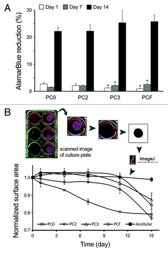 Figure 1. In vitro culture of epicardial mesothelial cell (EMC) line seeded within various collagen matrices at a density of 75 000 cells/ml. Collagen gels underwent different levels of plastic compression: non-compressed (PC0), partially compressed (PC2 and PC3), and fully compressed (PCF) (for details please see ref. Citation25). (A) Metabolic activity of EMCs in collagen matrices was assessed on days 1, 7, and 14 by measuring Alamar Blue™ reduction. On the contrary to day 1, on days 7 and 14 epicardial cells exhibited the lowest metabolic activity within non-compressed gel specimens (PC0) when compared with the various compressed gels at each time point. In all gel specimens, cell viability and/or growth increased significantly from day 1 to 14. *: significantly different compared with non-compressed gel, at the same time point. (B) EMC-induced contraction of collagen matrices over 15 d of culture. Top: schematic demonstration of the procedure used to quantify global matrix contraction. Bottom: measured contraction for acellular gels (control), PC0, PC2, PC3, and PCF. In contrast to compressed cellular matrices, PC0 exhibited a rapid decline in surface area within the first days of culture, followed by a gradual increase in contraction over time. Increase in the level of compression, from PC2 to PCF resulted in significant decrease in contraction rate. Contraction was not evident for PCF (until after day 11) and for acellular matrices. Statistical analysis was performed using one-way ANOVA (P < 0.05).