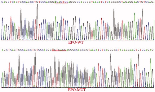 Figure 1. Comparison of the EPO 3′UTR WT vector and MUT vector sequences.Note: EPO-WT: erythropoietin-wild type; EPO-MUT: erythropoietin-mutant type.