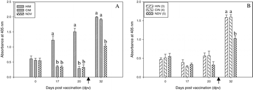 Figure 3. Serum IgG response (dilution 1/100) to FimH156 in experiment 2. 3a: Intramuscularly vaccinated groups compared with controls. 3b: Intranasally vaccinated groups compared with controls. The bracketed numbers indicate groups, as presented in Table 2. Arrow, APEC infection at 25 d.p.v. Significant differences between treatments at each time point are indicated by different lowercase letters. OD was measured at 405 nm. HIM, vaccinated intramuscularly with FimH156 and challenged; CIM, vaccinated intramuscularly with placebo and challenged; HIN, vaccinated intranasally with FimH156 and challenged; CIN, vaccinated intranasally with placebo and challenged; NDV, control group (NDV only).