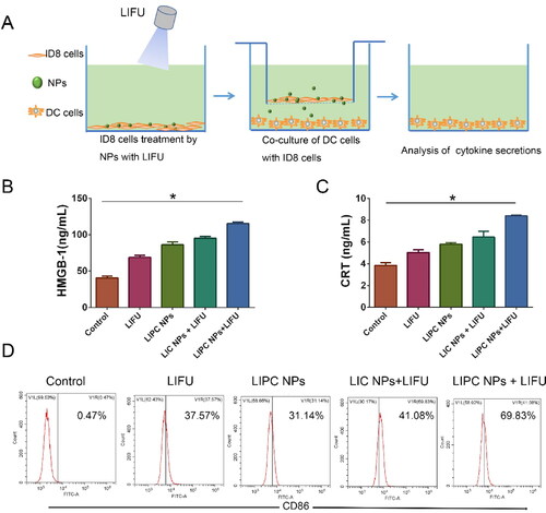 Figure 6. (A) Schematic illustration of the experiments design for the effect on immune responses of LIFU activated ‘nanobomb’. (B, C) Quantitative assay of HMGB1 release and CRT exposure of ID8 cells into the medium using ELISA, ID8 cells were incubated with PBS, Lip-ICG-cRGD (LIC NPs) and Lip-ICG-PFP-cRGD (LIPC NPs) for 3 h and treated with LIFU (2 W/cm2) for 200 sec. (The error bars represent standard deviation, n = 3; *p < .05). (D) The amount of CD86+ DCs through flow cytometry after various treatments in vitro.