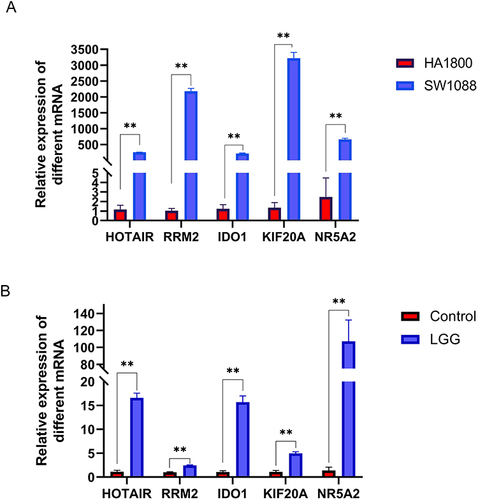 Figure 5 mRNA expression levels of antigens between different groups. (A). Relative mRNA expression levels of HOTAIR, IDO1, KIF20A, NR5A2, and RRM2 between SW1088 and HA1800. (B). Relative mRNA expression levels of HOTAIR, IDO1, KIF20A, NR5A2, and RRM2 between LGG specimens and control. ** P < 0.01.