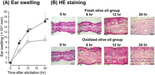 Figure 4. Time course and histological change of ear swelling from CHS. (A) Time-dependent effect of oxidized olive oil on ear thickness. (B) HE staining. The letters e, d, and c represent epidermis, dermis, and cartilage, respectively. Scale bars, 100 μm. 0 hr means just before elicitation. Fresh olive oil (Display full size) and oxidized olive oil (Display full size). The values are mean ± SD (n = 5 ). *P < .05, **P < .01 vs. the fresh olive oil group.