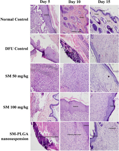 Figure 11 Effect of SM-PLGA nanosuspension on histology (H&E Staining). Images were captured at 400× optical zoom.