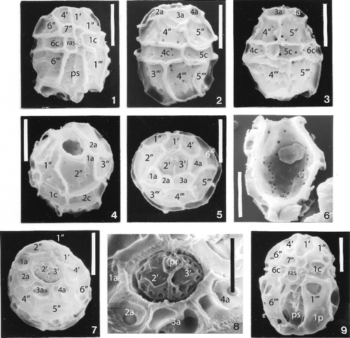 Plate 2. Scanning electron photomicrographs of three undescribed species of Cladopyxidium. All specimens are Maastrichtian in age, and are from the Netherlands. Scale bars: figures 1–7, 9 = 10 µm; figure 8 = 5 µm. 1–6. Cladopyxidium sp. A. 1, ventral orientation showing mid-ventral plates and large posterior sulcal. Albert Canal. 2, right lateral orientation; note anterior intercalaries above precingular plates. Albert Canal. 3, right lateral orientation showing large anterior intercalaries. ENCI Quarry. 4, oblique apical-left lateral orientation showing large second precingular plate and subcircular archeopyle; ENCI Quarry. 5, apical orientation (ventral surface towards top of photomicrograph) showing four anterior intercalaries, elongate 1′ and 4′, and operculum consisting of 2′ and 3′ (and possibly a preapical plate). Albert Canal. 6, longitudinal section through specimen showing single wall layer penetrated by rather large pores (figures 1–5 show pores on outer surface). Albert Canal. 6. 7, 8. Cladopyxidium sp. B. 7, oblique apical orientation of specimen with operculum in place; figure 8, detail of operculum with specimen rotated counterclockwise so that ventral surface is at 12 o'clock. Although details of the tabulation are obscured by complications in the outer wall, numerous similarities in the pattern to that of Cladopyxidium sp. A are obvious. For example, compare anterior intercalary plates and details of the operculum to figure 5. Albert Canal. 9, Cladopyxidium velatum Below Citation1987. Extreme example of complications in outer wall development in a specimen in ventral orientation. Compare with figure 1: note similarities in posterior sulcal, midventral, and first and fourth apical plates. ENCI Quarry.