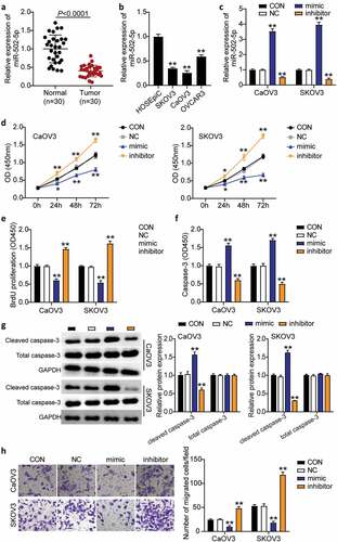 Figure 2. MiR-502-5p inhibited cell proliferation and migration, and promoted cell apoptosis in OC