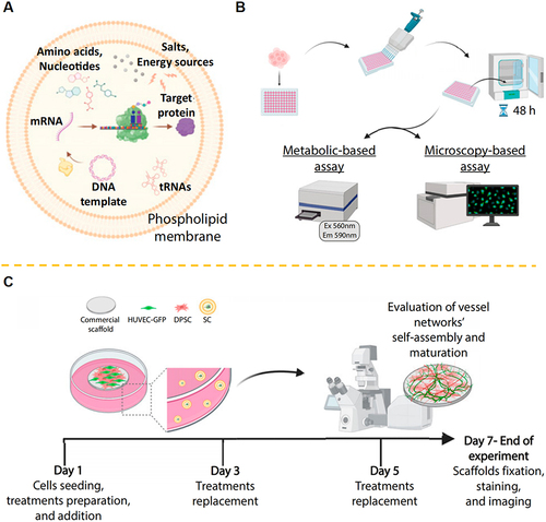 Figure 4 (A) Schematic illustration of the protein-producing synthetic cells. (B) The endothelial cells were cultured with synthetic cells prepared with/without inclusion of the TRX-bFGF DNA vector. (C) The examination of the formation of a three-dimensional vascular network in the different groups. Reprinted from Chen G, Levin R, Landau S et al. Implanted synthetic cells trigger tissue angiogenesis through de novo production of recombinant growth factors. Proc Natl Acad Sci U S A. 2022;119(38):e2207525119. Creative Commons.Citation36