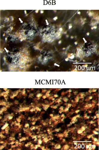 Fig. 4. Effect of the mcmA mutation on cleistothecial development.