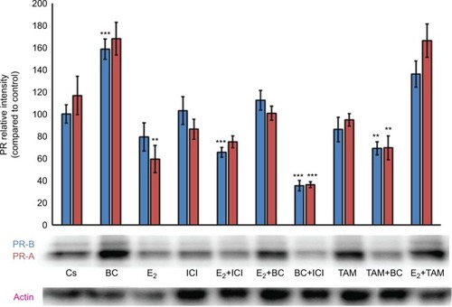 Figure 7 The effects of hormones and antihormones in combination with BC on PR expression in MCF-7 cells.