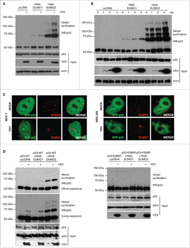 Figure 2. VSV infection induces the conjugation of SUMO1 and SUMO2/3 to the lysine residue 386 in p53. (A) p53 SUMOylation after 4h of VSV infection. (B) Timecourse experiment showing p53 SUMOylation during VSV infection. (C) Colocalization of GFP-p53 and SUMO2 or SUMO1 in VSV infected MCF7 cells (left panel) and HEK-293 cells (right panel), respectively. (D) VSV infection induces the SUMOylation of p53-WT, but not of p53-K386R mutant.