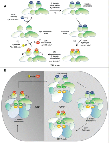 Figure 2. The GTPase cycle of MnmE. (A) Sequential process of MnmE conformational changes during the GTPase cycle. MnmE is a dimeric protein with each monomer consisting of 3 domains: an N-terminal domain responsible for constitutive dimerization and the binding of THF (smaller circle); a middle helical domain (oval); a G-domain (bigger circle) located far away from the THF domain. On the left of the schematic, a dimeric MnmE protein is represented with its G-domains in the apo monomeric state. Transition state and GTP-hydrolysis are rapidly reached by conformational reorganization after GTP binding. Dissociation of G-domains is the rate-limiting step of the GTPase cycle and likely the driving force for the functional activation ('ON' state) of MnmE. The releases of Pi and GDP may occur instantaneously during the G-domain dissociation. (B) The 'ON' and 'OFF' state of the MnmEG complex. A tetrameric MnmEG complex is represented, with the dimeric MnmE protein in the upper part of the complex and the MnmG dimeric protein in the lower part. The FAD-binding and insertion domains of each MnmG monomer are represented by a bigger oval, while the helical domain required for the interaction with MnmE is represented by a smaller oval. G-domain dissociation is directly responsible for the "ON" state of MnmE, in contrast to other GTPases like Ras-type proteins. At GDP and Pi physiological concentrations, the MnmE GTPase cycle is inhibited. This feedback mechanism may prevent useless GTP hydrolysis in vivo.