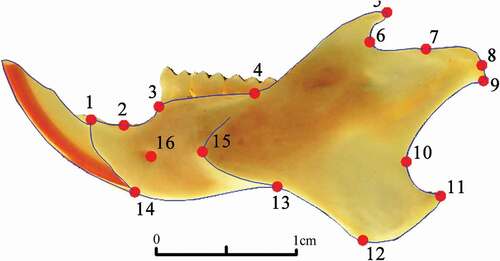 Figure 1. Location of the 16 landmarks digitized on a labial view of C. erythraeus mandible. (1) Antero-dorsal border of the incisor alveolus; (2) Extreme of the diastema invagination; (3) Anterior edge of the molar tooth-row; (4) Maximum of curvature between molar alveolar and horizontal ramus; (5) Tip of the coronoid process; (6) Maximum of curvature between the coronoid and condylar processes; (7) Anterior edge of the articular surface of the condyle; (8) Posterior-most edge of the articular surface of the condyle; (9) Tip of mandibular condyle; (10) Most anterior point on the curvature between condyle and angular process; (11) Posterior tip of angular process; (12) Most ventral point on ventral border of angular process; (13) Most dorsal point on ventral border of the ramus; (14) Antero-ventral border of incisive alveolus; (15) Anterior limit of masseteric ridge; (16) Mental foramen
