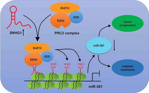 Figure 7. Schematic diagram of the mechanism of SNHG1 epigenetically silencing miR-381 in breast cancer