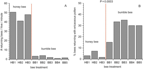 FIGURE 3 Measures of the number of foragers returning to the hive (A) and the percent of bees returning with ericaceous pollen (assumed to be mostly blueberry pollen) for both honey bees and bumble bees used in the study in 2006 (color figure available online).