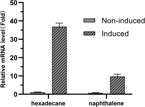 Figure 3. Transcriptional levels of two upregulated genes in strain Aca13 determined by qRT‒PCR. The 16S rRNA gene was used as the reference gene. Hexadecane and naphthalene were added at the late logarithmic phase for induction. Samples without hexadecane and naphthalene were used as noninduced controls.