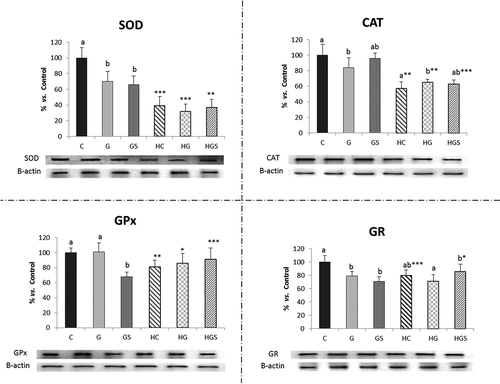 Figure 2. Protein levels of the main antioxidant enzymes measured by Western-blot in rats fed the glucomannan- and glucomannan plus spirulina-enriched pork experimental diets. Mean values and standard deviations (n = 6). Statistical comparison between HC vs. C, HG vs. G and HGS vs. GS groups, * indicate significant differences (*p < 0.05, **p < 0.01, ***p < 0.001). Bars with different letters indicate significant differences (at least p < 0.05) between C, G and GS or HC, HG and HGS groups. CAT, catalase; SOD, superoxide dismutase; GR, glutathione reductase; GPx, glutathione peroxidase. C/CH, control-RP with or without added cholesterol; G/HG, glucomannan-RP with or without added cholesterol; GS/HGS, glucomannan plus spirulina-RP with or without added cholesterol. Results were calculated as percentage relative to control.