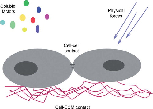 Figure 1. Factors influencing stem cell differentiation.