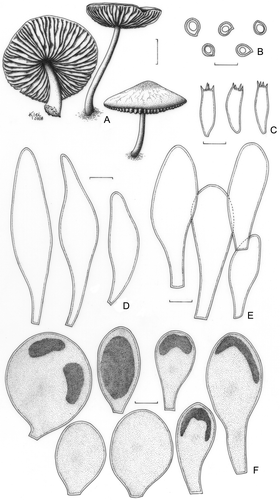 Figure 8. Pluteus fuligineovenosus (F. Karstedt & M. Capelari FK826). A. Basidioma. B. Basidiospores. C. Basidia. D. Pleurocystidia. E. Cheilocystidia. F. Pileipellis cells. Bars (A) = 1 cm; (B–F) = 10 μm.