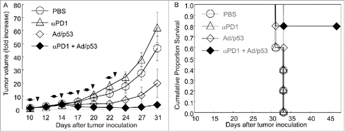 Figure 6. Combination effect of Ad/CMV-TP53 and anti–PD-1 antibody. BALB/c mice were preexposed to Ad/CMV-LacZ. Subcutaneous tumors were then established from M109 lung cancer cells and were treated with single agents or combinations of Ad/CMV-TP53 (Ad/p53) and anti–PD-1 antibody (αPD1). The mice were monitored for tumor growth and survival. (A) Tumor growth. Tumor size (volume) for each mouse at the beginning of treatment was set to 1. Tumor growth was suppressed significantly in the combination group when compared with the other groups (P < 0.05 at day 22 and after). (B) Cumulative survival. The combination group had significantly improved survival when compared with the other three groups (P≤0.014). Arrows and triangles indicate the times of adenoviral and antibody treatment, respectively. n = 5 for all groups.