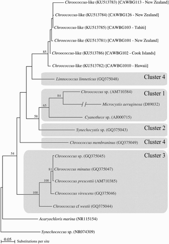 Figure 2. Phylogenetic reconstruction of Chroococcus-like strains based on 16S rRNA sequences. Clusters 1–4 are those used in Komárková et al. (Citation2010). Numbers at nodes correspond to the Maximum Likelihood bootstrap support; values < 50% are not shown. Species names are indicated in italics followed by the GenBank Accession numbers in parentheses. Isolate numbers and original references for all sequences are detailed in Table 1. Chroococcus spp. sequences that were in Cluster 2 in Komárková et al. (Citation2010), were not available on GenBank.