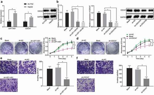 Figure 2. LEF1-AS1 and CDCA7 are highly expressed in HCC cells and promote cell proliferation and invasion. (a) LEF1-AS1 and CDCA7 expression in HepG2 cells as determined by RT-qPCR and Western blot analysis, normalized to GAPDH. (b) Knockdown effect of LEF1-AS1 and CDCA7 determined by RT-qPCR and Western blot analysis respectively, normalized to GAPDH. (c and d) Cell proliferation and colony formation assays after silencing LEF1-AS1 and CDCA7, respectively. (e and f) Cell invasion ability determined by Transwell assay after silencing LEF1-AS1 and CDCA7, respectively (200 ×). *p < 0.05. The t-test was adopted for data analysis between the two groups, one-way ANOVA was adopted for data analysis among multiple groups, and two-way ANOVA was adopted for data analysis at different time points. The experiment was repeated three times independently.