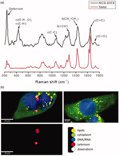 Figure 6. Confocal Raman analyses: (a) Raman spectra of selol (red) and NCS-DOX (black). Characteristic Raman peaks of selenium, doxorubicin and Selol are denoted. (δ: deformation; ν: stretching; ω: wagging). (b) Confocal Raman imaging of 4T1 cells exposed to NCS-DOX over 6 h (left) and control 4T1 cells (right). The color-coded images represent the overlapping of lipids, DNA/RNA, cytoplasm, as well as doxorubicin and NCS-DOX (color figure online).