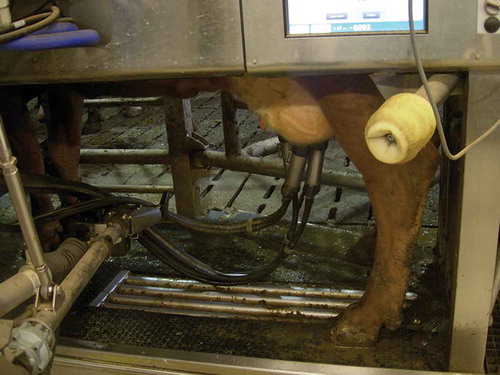Figure 3. Cow no 6212 being milked in the automatic milking system (AMS).