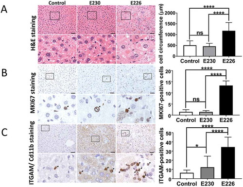 Figure 6. Analysis of liver homeostasis. (A) Representative images of H&E-stained sections of livers. Boxed regions of interest are enlarged in lower panels. The bar graph represents comparative circumferences of hepatocytes (n = 10) across the indicated strains (n = 3 for all the strains). (B and C) Representative histochemical sections of liver immunostained with antibodies against MKI67/Ki67 (B) or ITGAM/Cd11b (C). Regions of interest are enlarged and shown in lower panels. Arrows indicate positive staining. Bar graphs show number of positive cells (C) or percent positive cells (B). Five different zones for each liver section were analyzed (n = 3 for all the strains). Data across littermate control mice for E230 and E226 were pooled. Statistical analysis was done by unpaired t test. Error bars represents ±SEM. ****-P < 0.0001, *-P < 0.1. Magnification 20X, scale bars: 50 µm.