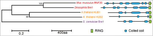 Figure 4. Phylogenetic tree and domain architectures of RNF20. Phylogenetic tree was shown at the left and the domain architectures were shown at right. The domain patterns were explained in the inset.