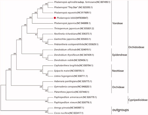 Figure 1. Maximum-likelihood phylogenetic tree consists of Phalaenopsis lobbii and other 19 complete chloroplast of Orchidaceae, two outgroups, Arenga pinnata and Cocos nucifera.