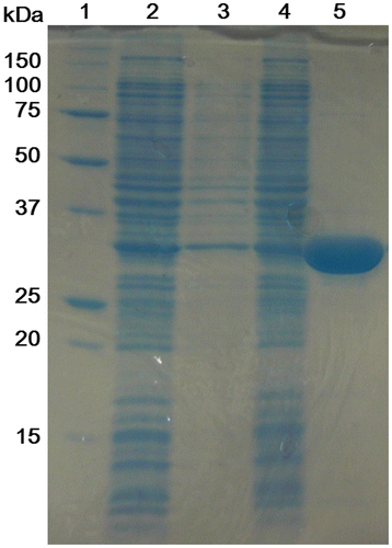 Fig. 2. Purification of His-OASS-B.Notes: Samples at various stages during the purification procedure were subjected to SDS–PAGE (the result of 12.5% polyacrylamide gel). Lane 1, molecular weight marker; Lane 2, crude cellular lysate supernatant; Lane 3, the fraction of wash buffer; Lane 4, the fraction after the cell lysate supernatant was passed through the column; Lane 5, the fraction of elution buffer.