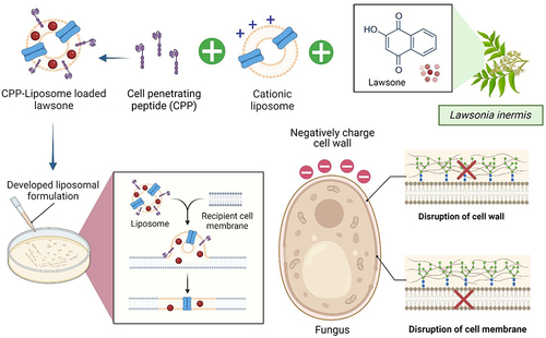 Figure 9 Future perspectives of encapsulation lawsone into cell-penetrating peptide (CPP)-conjugated cationic liposomes against fungal infections. The liposomes will be attracted to the fungus via electrostatic attraction and proceed to penetrate the cell membrane of the fungus via endocytosis with the aid of CPP before releasing the bioactive compound lawsone. Lawsone will disrupt the cell wall and cell membrane, leading to further cell lysis and ultimately fungal death. Created with Biorender.com.