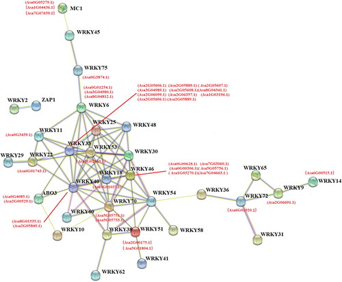 Figure 5. Functional interaction networks of AsWRKY proteins in garlic according to orthologs in Arabidopsis. The thickness of the lines between genes represents the association strength.