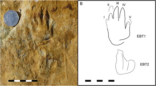 Figure 3. Close up of best preserved print of EBT, a left manus EBT1, as shown in Figure 3. A, print; B, interpretive drawing. Scale 50 mm, same throughout.