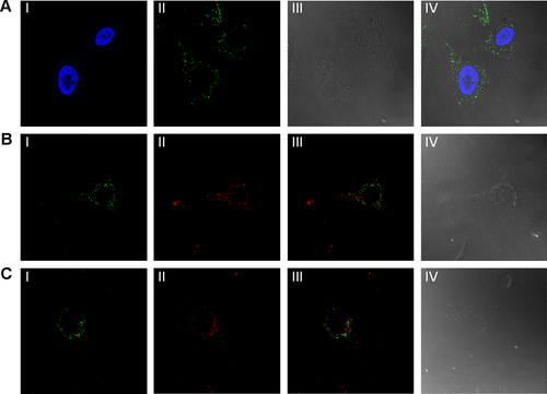 Figure S3 Fluorescent confocal laser scanning microscopic images of SKOV3 cells after incubation with M-MSN_NC siRNA@PEI-PEG-KALA nanocarriers for 24 hours (A, B) or 36 hours (C).Notes: (AI) Blue fluorescent image of cell nucleus stained by DAPI, (AII) green fluorescent image of siRNA labeled by FAM, (AIII) differential interference contrast image, and (AIV) overlaying image of I–III. (BI) Green fluorescent images of FAM-labeled siRNA, (BII) red fluorescent images of endolysosomes stained by LysoTracker® Red DND, (BIII) merged image of I and II, and (BIV) differential interference contrast image. (CI) Green fluorescent images of FAM-labeled siRNA, (CII) red fluorescent images of M-MSNs labeled by cyanine 5.5, (CIII) merged image of I and II, and (CIV) differential interference contrast image. Magnification 20×.Abbreviations: DAPI, 4′,6-diamidino-2-phenylindole; FAM, fluorescein amidite; M-MSN, magnetic mesoporous silica nanoparticle; PEI, polyethylenimine; PEG, polyethylene glycol; KALA, a type of fusogenic peptide; siRNA, small interfering RNA.