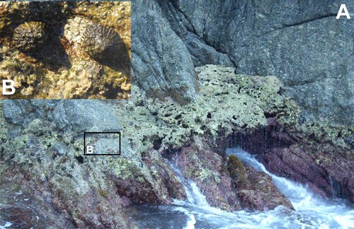 Figure 4. Biocenosis of the upper infralittoral rock in sheltered waters. (A) Lithophyllum byssoides (Lamarck) Foslie and (B) Patella ferruginea (Gmelin).