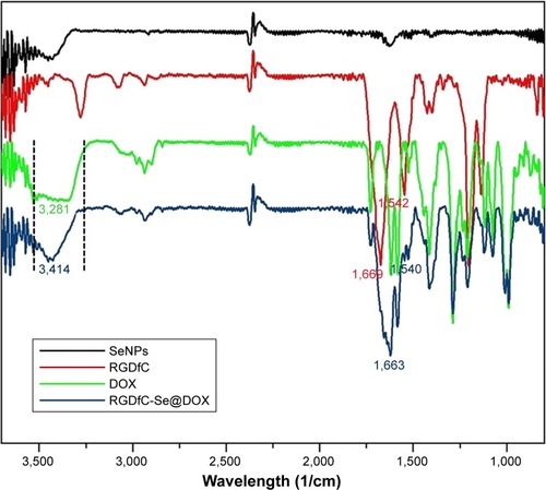 Figure 2 FTIR spectra of SeNPs, RGDfC, DOX, and RGDfC-Se@DOX.Note: RGDfC-Se@DOX, SeNPs conjugated with RGDfC and DOX.Abbreviations: DOX, doxorubicin; FTIR, Fourier transform infrared; RGDfC, Arg–Gly–Asp–d-Phe–Cys; SeNPs, selenium nanoparticles.