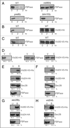 Figure 1 VID30 is required for FBPase degradation in 3 d glucose starved cells. (A) Wild-type, vid30Δ, pre9D and blm10Δ mutant cells were starved for three d and transferred to medium containing fresh glucose for 0, 2 and 3 h. FBPase degradation was then determined. (B) Vid30 was tagged with HA and expressed in wild-type cells. Levels of FBPase and Vid30-HA in response to glucose re-feeding were determined. (C) Vid30 was tagged with V5-His and expressed in wild-type cells. FBPase degradation and Vid30-V5-His levels were examined. (D) Vid30-HA cells were glucose starved and shifted to glucose for 20 min. Levels of Vid30-HA, FBPase and Vid24-V5-His in the Vid vesicle enriched (V) and the cytosolic (C) fractions were examined. (E) Wild-type cells co-expressing Vid30-V5-His and Vid24-HA were glucose starved and shifted to glucose for 20 min. Vid30-V5-His was pulled down and the distribution of Vid30-V5-His, Vid24-HA, Sec28 and FBPase in the unbound (U) vs. bound (B) fractions was then determined. (F) Wild-type cells that co-expressed Vid24-V5-His and Vid30-HA were glucose starved and re-fed with glucose for 20 min and Vid24-V5-His was pulled down from total lysates. The distribution of Vid24-V5-His, Vid30-HA, Sec28 and FBPase in the unbound vs. bound fractions was examined. (G) Vid30-V5-His was co-expressed with Vid24-HA in the sec28D mutant that was starved for three d and then transferred to medium containing glucose for 20 min. Vid30-V5-His was pulled down and the presence of Vid24-HA and FBPase in the unbound vs. bound fractions was determined. (H) Vid30-V5-His was expressed in the vid24Δ mutant that was glucose starved and shifted to glucose for 20 min. Cells were lysed and Vid30-V5-His was pulled down. The presence of Vid30-V5-His, Sec28 and FBPase in the unbound and bound fractions was then determined. Relative ratios of protein levels were quantitated using ImageJ software.