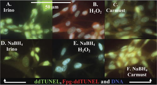 Figure 5. Determination of AP sites using sodium borohydride and Fpg-ddTUNEL.The discrimination between acylated/oxidized bases and AP sites using NaBH reduction. (A–C) ddTUNEL (biotin-ddUTP/FITC-avidin) and Fpg-ddTUNEL (biotin-ddUTP/Texas Red–avidin) sensitive damage to DNA in irinotecan-treated cells, and in cells treated with either H2O2 (which will oxidize DNA) or carmustine (a DNA ethylating agent). (D–F) ddTUNEL and Fpg-ddTUNEL on slides treated with methanolic NaBH4. Only in the H2O2-treated cells is the level of Fpg-ddTUNEL–positive DNA damage altered, which indicates that H2O2 treatment generates a high fraction of AP sites.