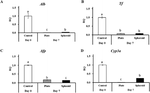 Figure 2. RT-qPCR of hepatocyte-specific markers (A) Alb, (B) Tf, (C) Afp, and xenobiotic-metabolizing enzyme (Cyp3a) in control (day 0) and 2-D and 3-D culture systems on day 7. Gapdh served as the internal control. Letters ‘a,’ ‘b,’ and ‘c’ denote significant difference (p < 0.05) between control and PHs. All experiments were performed in triplicate.