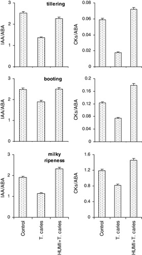 Figure 4. Changes in IAA/ABA and CKs/ABA ratios in the course of ontogenesis of treated and untreated with HUMI infected with T. caries wheat plants.